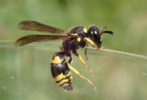 Ancistrocerus nigricornis